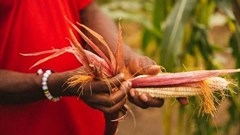 Africa has focused on tackling undernutrition caused by low calorie diets. IFPRI