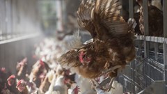 Photo: HSI (Image Supplied)