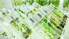 Neil Palmer (CIAT) via