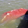 A shipping container lies submerged in Durban harbour after the October 10 storm: Photo: Salt Fishing South Africa