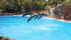 Three animal tourist attractions you should never do