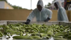 AMISOM Public Information via