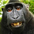 The #monkeyselfie - who owns it?