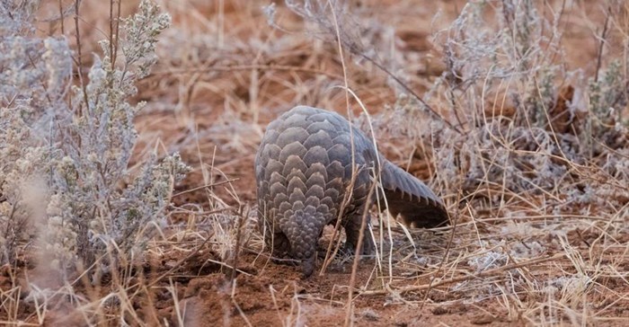Malaysia rescues 140 pangolins from suspected smugglers