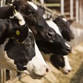 Greening the livestock sector: Low carbon livestock is possible