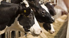 Greening the livestock sector: Low carbon livestock is possible