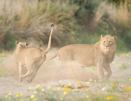 Natural Selection to open new safari camp in remote Namibia in 2018