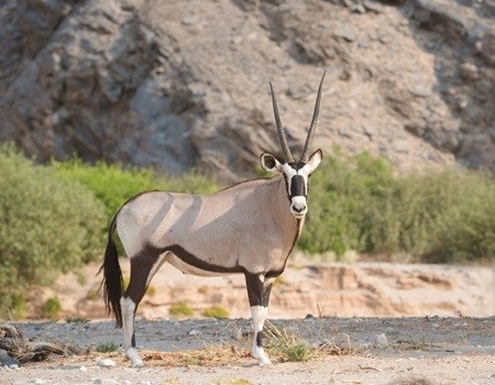 Natural Selection to open new safari camp in remote Namibia in 2018