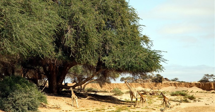 Image Supplied by Natural Selection