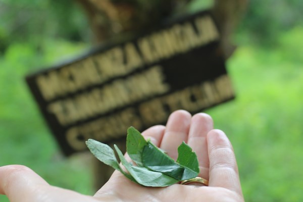 What to do and where to stay in Zanzibar