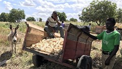 Loes van der Pluijm via