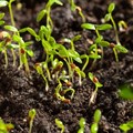 Study: Better soil could trap as much planet-warming carbon as transport produces