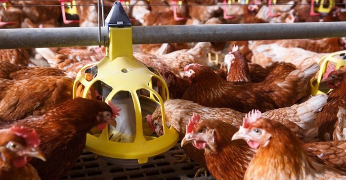 Opportunities in the East-African poultry sector