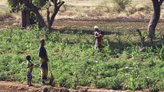 AIDmonitor to analyse funding flows for development in food and agriculture-related sectors