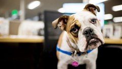Ca-nine to five: One in five workplaces allow pets in the office