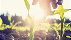 Will Zim agriculture revive and if so, how?