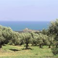 Nicholas.gosse via  - Olive tree plantation in Tunisia. Olive oil is Tunisia’s largest agricultural export.