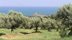 Nicholas.gosse via  - Olive tree plantation in Tunisia. Olive oil is Tunisia’s largest agricultural export.