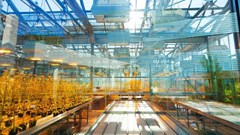 East Africa region urged to adopt GMOs to boost food security