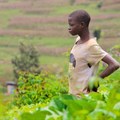 Rwanda's agricultural revolution is not the success it claims to be