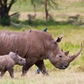 Legalising rhino horn trade: don't charge in blind