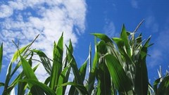 Tapping nation's irrigation potential