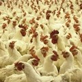 Rwanda to triple poultry production in five years