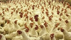 Rwanda to triple poultry production in five years