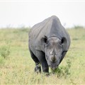 The hi-tech fight back against rhino poachers