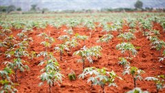 African solutions urgently sought for agricultural revolution