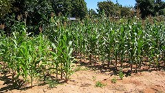 SuSanA Secretariat via