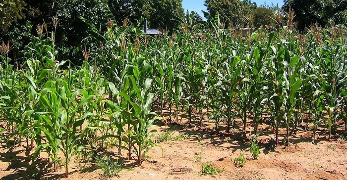 SuSanA Secretariat via