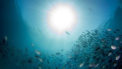 Scientists: Warming oceans could scupper marine food system