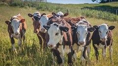 Dizaphotographer via