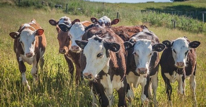 Dizaphotographer via