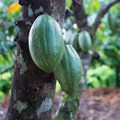 Mondelez International cocoa MoU to help protect Ghana's forests