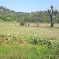 Tapiwa Zvakavapano via  - Villagers working on the land in Bedza Village, Buhera, Zimbabwe
