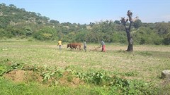 Tapiwa Zvakavapano via  - Villagers working on the land in Bedza Village, Buhera, Zimbabwe