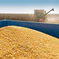 SA maize: Possible exportable surpluses