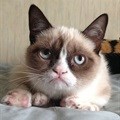 I haz wins: Grumpy Cat in $710,000 court payout