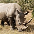 Draft regulations for domestic rhino horn trade finalised