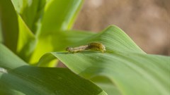 Crop munching pest in Africa raises hunger threat