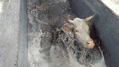 January disease kills 2,000 cattle