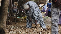 Tenisnaps via . Cassava farmer arranges his tubers in line while he waits for buyers.