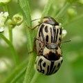 Santosh Namby chandran via  - The leaf-feeding beetle Zygogramma bicolorata is one of the most promising biocontrol agents used against famine weed in South Africa.