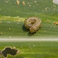 Namibia faces fresh armyworm outbreak