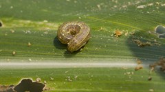 Namibia faces fresh armyworm outbreak