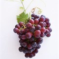 New SA table grape launched in Berlin