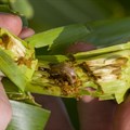 Fall armyworm may spread throughout SA