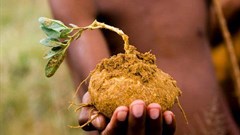 San pioneer new farming techniques to achieve greater food security